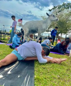 Goat Yoga